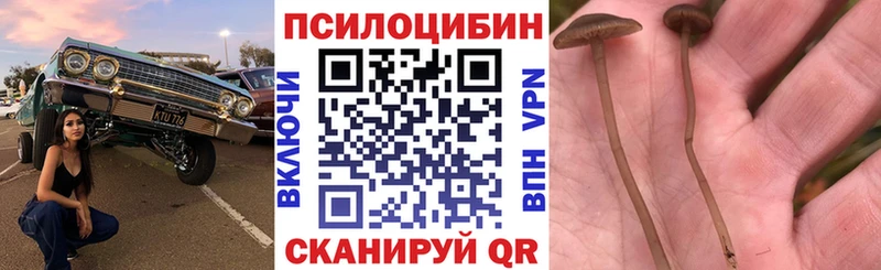 Псилоцибиновые грибы Psilocybine cubensis  Купить закладки  Заозёрный 